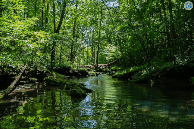 Un riu tranquil flueix a través d'un bosc denses, amb arbres verds que reflecteixen a l'aigua clara.